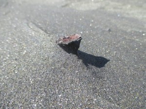 Karekare sandsculptures bark