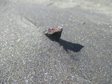 Karekare sandsculptures bark