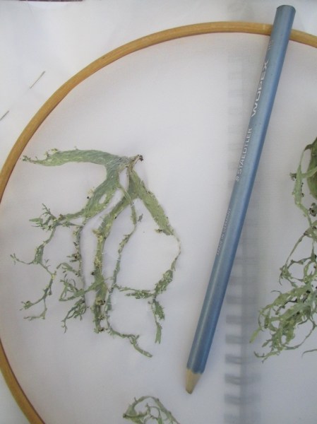 lichen on fabirc hoop with pencil