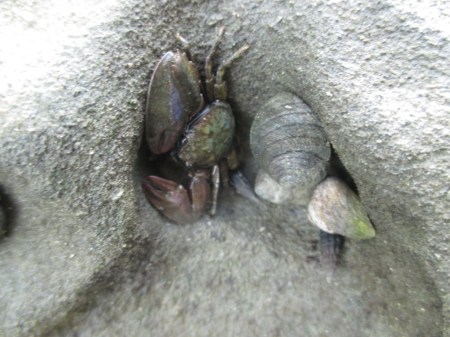 Blockhouse Bay little half crab