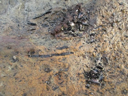 Blockhouse Bay rock2