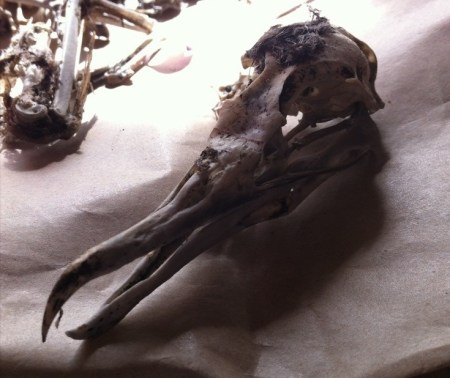 Karekare complete seagull skull