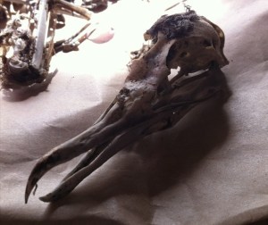 Karekare complete seagull skull