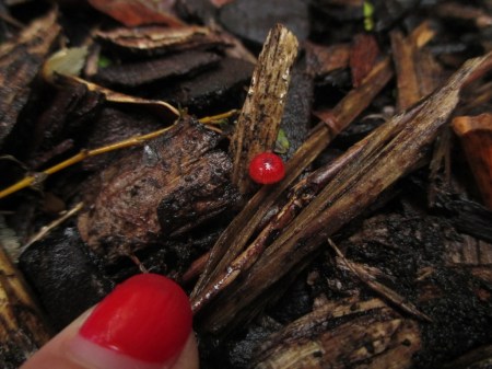 Angela pointing to tiny red fungi