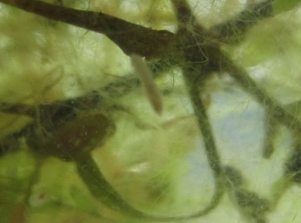 planeria in the jar detail2