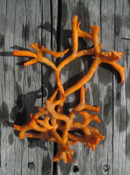 Waihi tall orange sea sponge