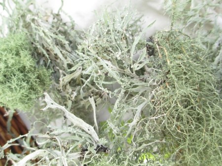 close up long lichen