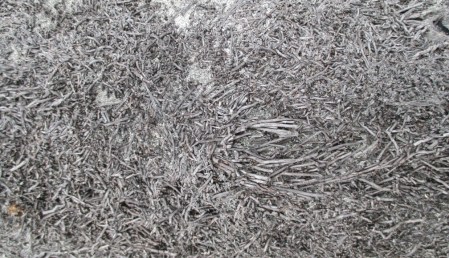 black twisting punga long log