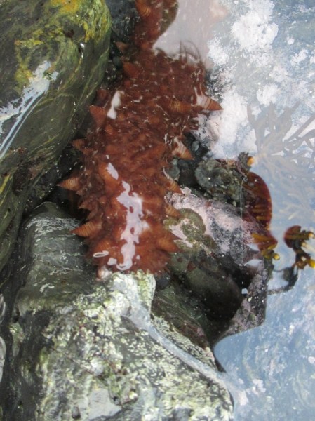 Matheson's Bay sea cucumber