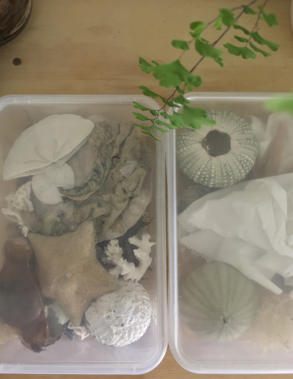 i used to find dead insects in your pockets4