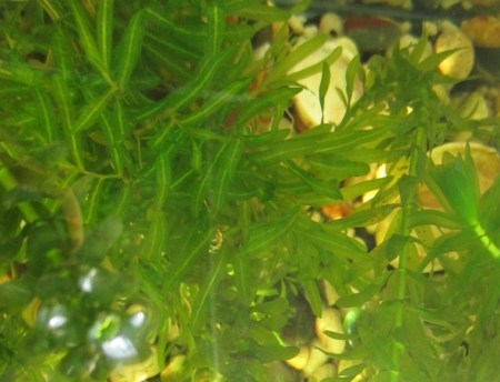 new plants in the aquarium top