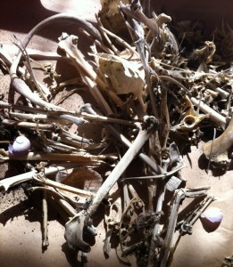 Karekare bird bone collection