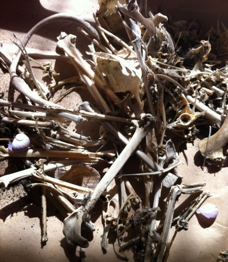 Karekare bird bone collection