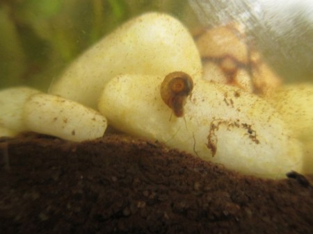 close up water snail