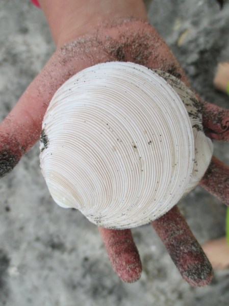 Blake's ringed dosinia