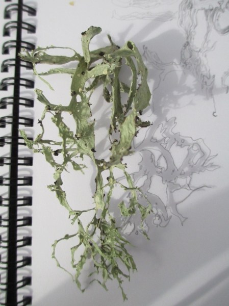 lichen and shadow drawing