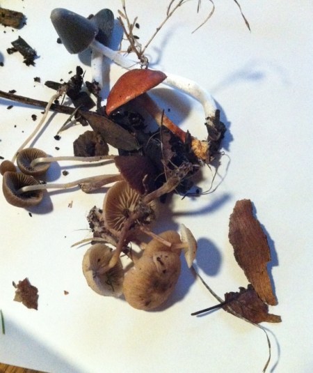 preparing fungi for spore prints specimens collected