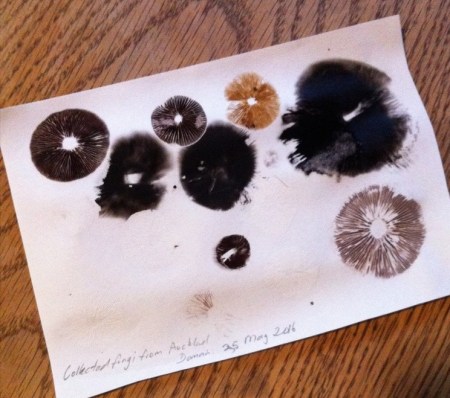 spore prints dated