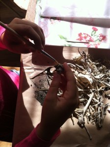 Karekare cleaning out the braincase seagull skull