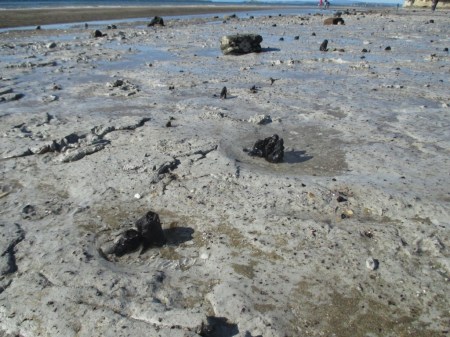 fossil trees in ash mud