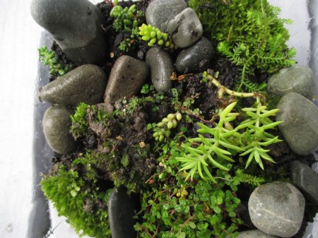 Angela's Terrarium