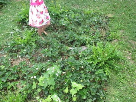 Strawberry patch with Luna'