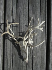 Waihi fine dried sponge on bivalve 3