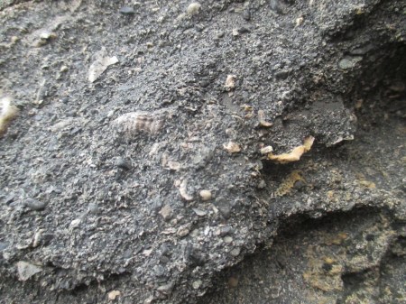 Matheson's Bay fossil molluscs03