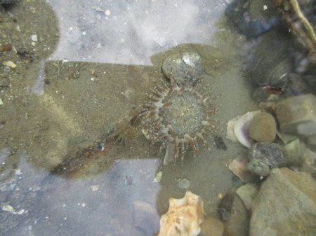 Blockhouse Bay anenome