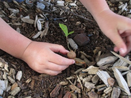 Blake holding oak seedling with acorn