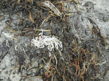 white seaweed
