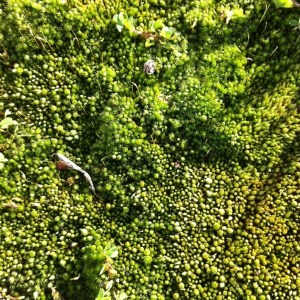 boulderbank lighthouse moss