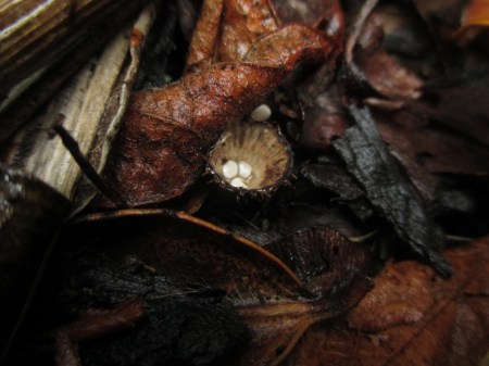 three birds nest fungi up close