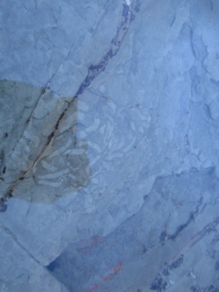 plant fossil in rock pools