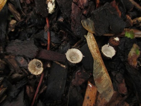 three birds nest fungi