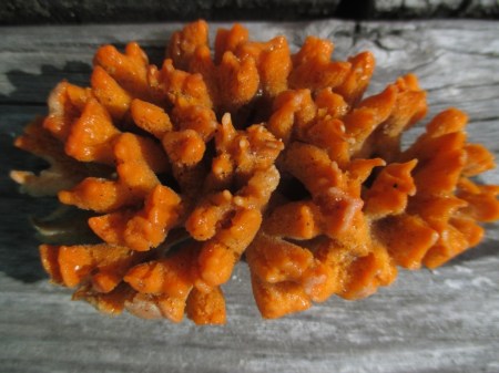 Waihi chunky orange sea sponge