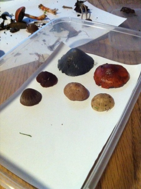 preparing fungi for spore prints caps in container