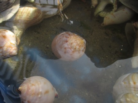 Waihi floating sea shells