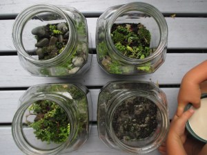 Terrariums