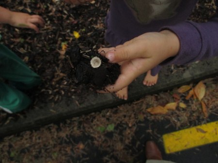 Luna holding birds nest fungi