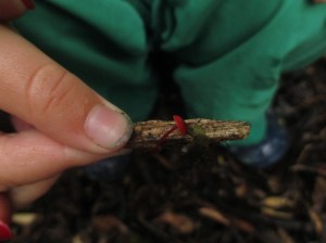 Blake holding tiny red fungi