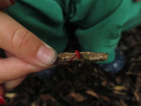 Blake holding tiny red fungi