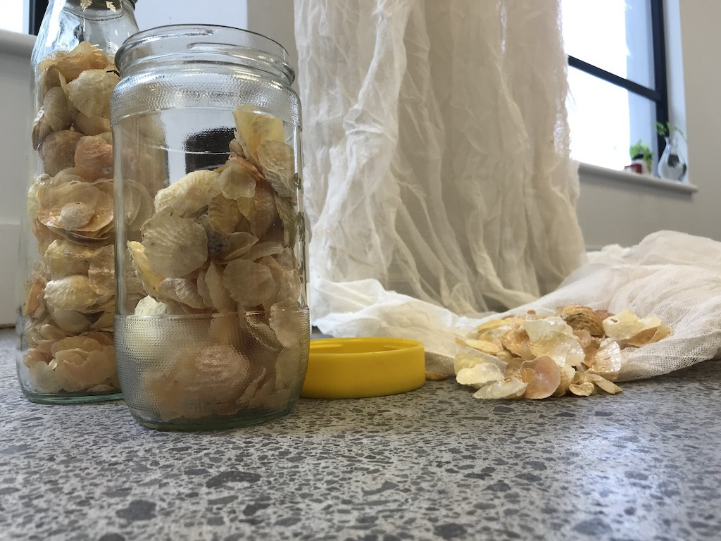 i-used-to-find-dead-insects-in-your-pockets44-shells-and-nets-low-res-