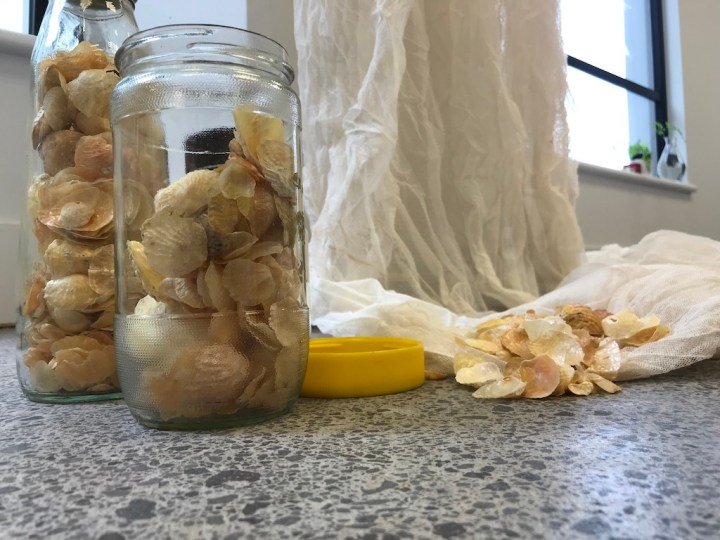 Golden Oyster, not a true&nbsp;oyster