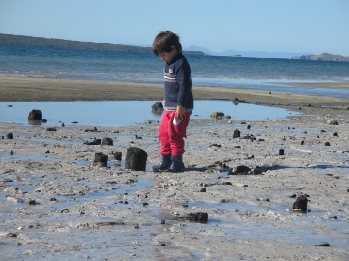 An ancient forest on Takapuna&nbsp;beach