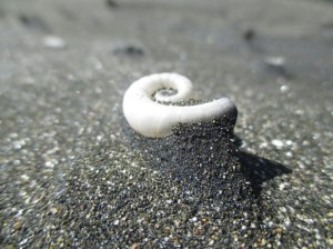 Karekare sandsculptures spirlla spirilla shell