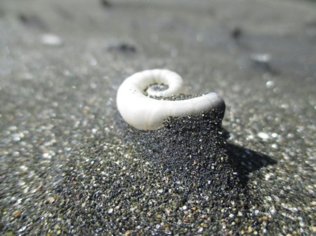 Karekare sandsculptures spirlla spirilla shell