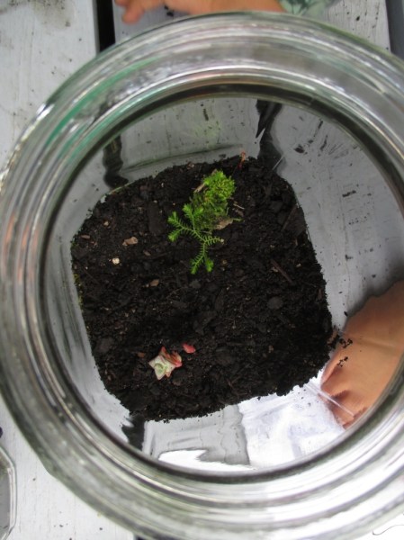 Terrarium making planting start