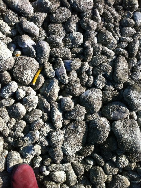 boulderbank lichen and boot