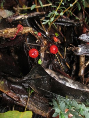 tiny red fungi
